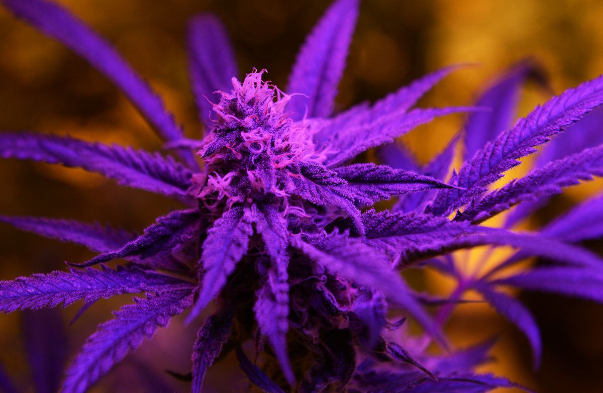 фиолетовый цвет марихуаны